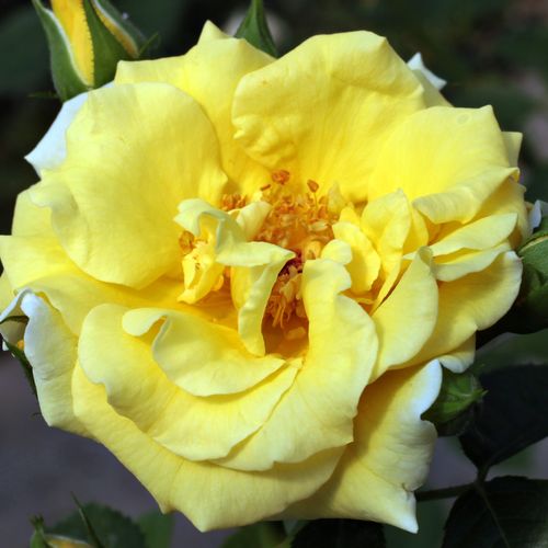 E-commerce, vendita, rose, in, vaso rose arbustive - giallo - Rosa Skóciai Szent Margit - rosa dal profumo discreto - Márk Gergely - ,-